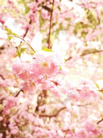 春天粉色的鲜花