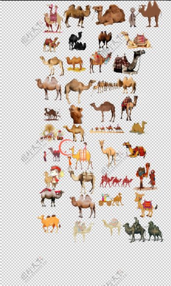 骆驼单驼双驼骆驼卡通手绘野生