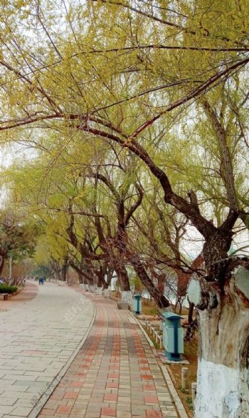公园柳树摄影