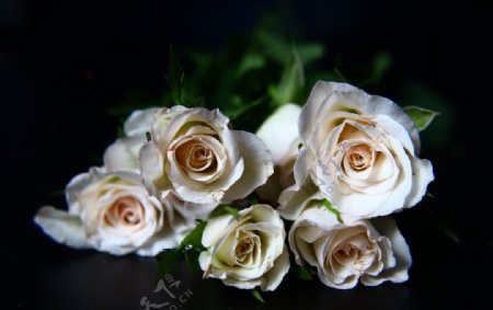 白色多头玫瑰