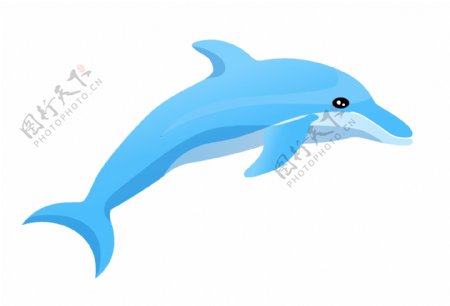 蓝色海豚动物