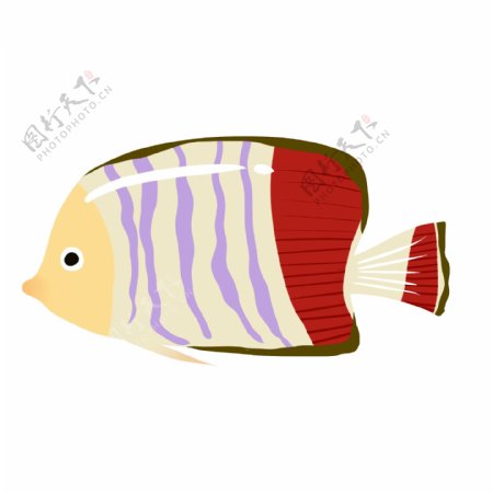 热带鱼花纹鱼