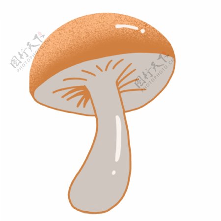 食物食材蘑菇