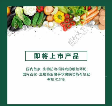蔬菜海报上市