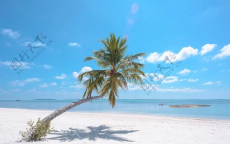 马尔代夫的椰树
