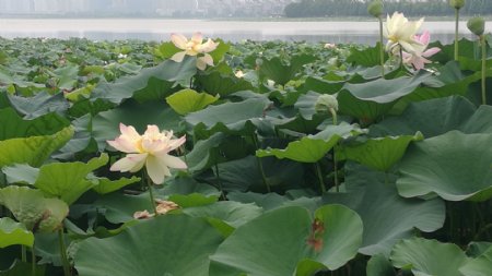 荷花池