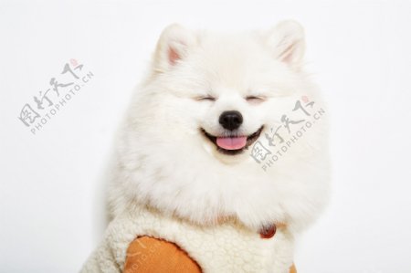 微笑的白色小狗摄影