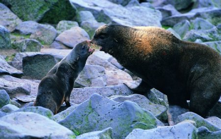 海豹水生哺乳动物海狮动物
