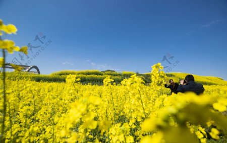 城市油菜花海