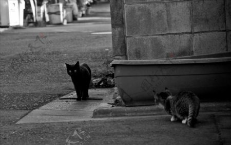 路边相遇的黑猫