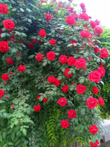 美丽的红色花朵