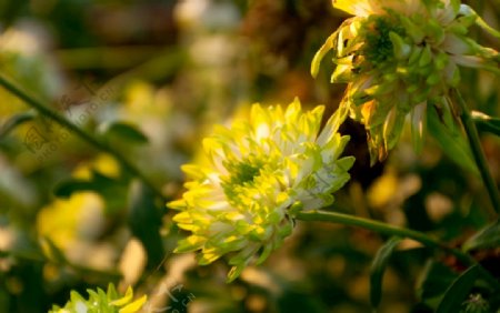 福州西湖左海菊花