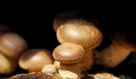 精致可爱的蘑菇