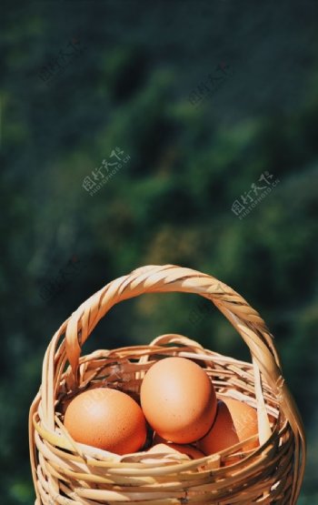 鸡蛋篮子