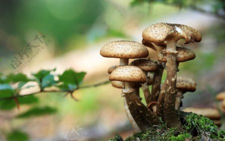 野蘑菇
