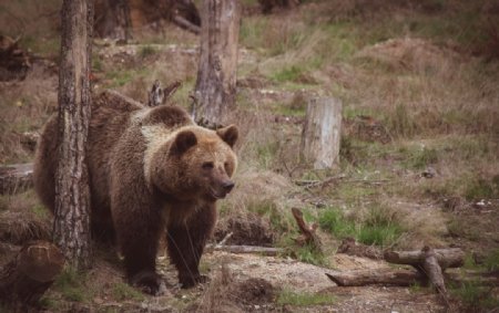 身形庞大的棕熊