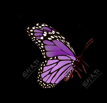 手绘卡通紫色蝴蝶