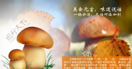 菜品菌菇类