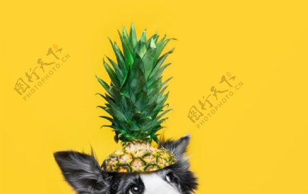 头顶菠萝皇冠的狗狗
