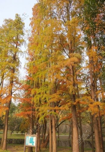 秋天多彩杉树自然风景