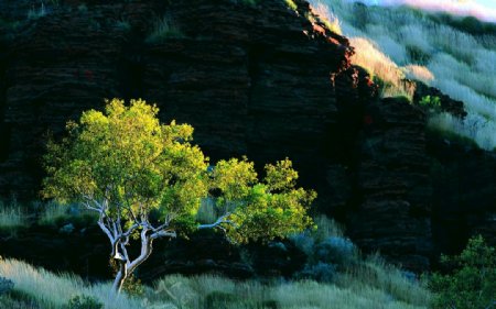 悬崖峭壁上的一颗树