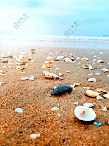 沙滩大海贝壳