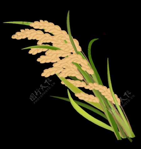 小米谷子麦穗粮食农业