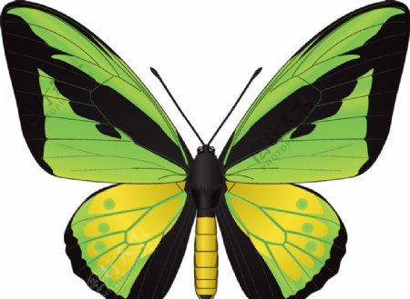 昆虫系列绿色黄色蝴蝶