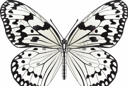 昆虫系列黑白色蝴蝶