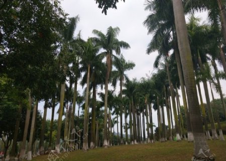大夫山椰子树风景摄影图
