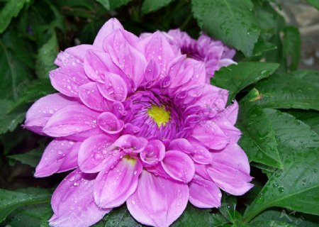 紫红色的花花海花园浪漫