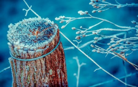 小雪