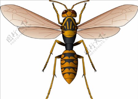 昆虫系列黄蜂俯视角
