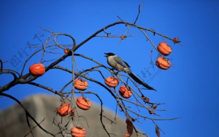 柿子树上的喜鹊