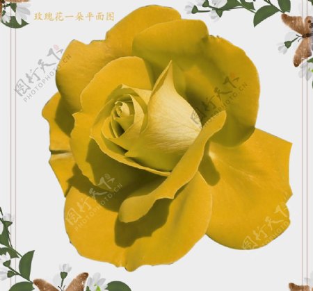 一朵黄玫瑰花朵图片素材