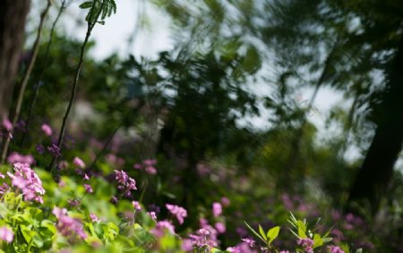 风景照