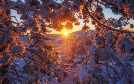 冬天大雪阳光风景树木