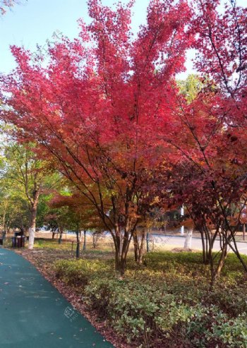 红枫树景观