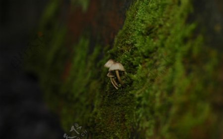 白色蘑菇青苔背景植物