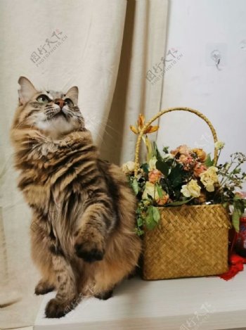 猫咪和鲜花