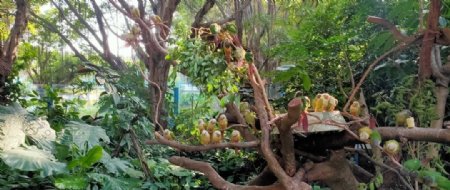 丛林热带丛林鹦鹉鸟鸟类
