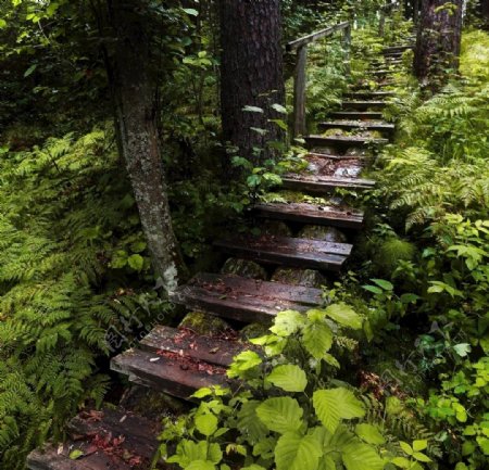森林梯子