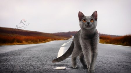 马路上的猫