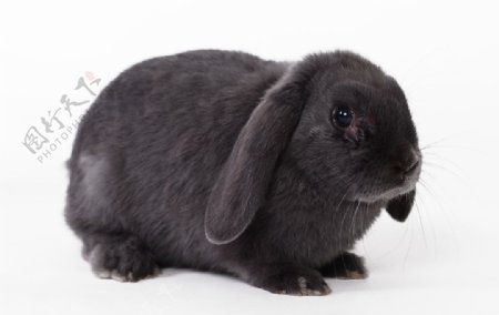 可爱的兔子摄影