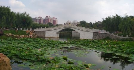 荷塘拱桥