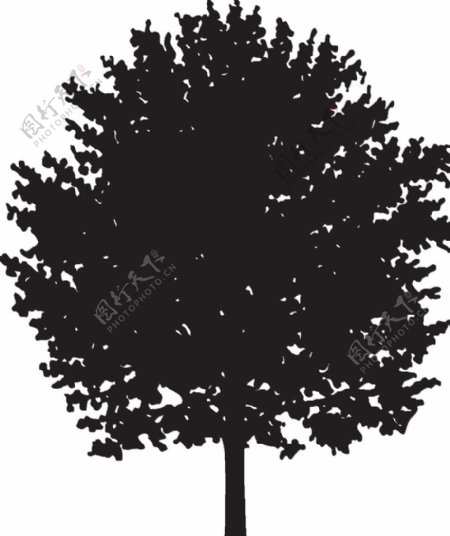植物系列树木