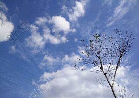 天空树木