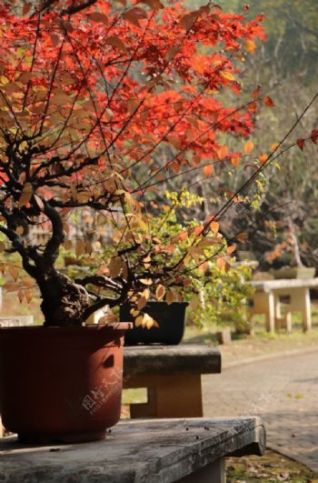 秋盆景