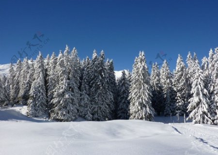 雪中的山林