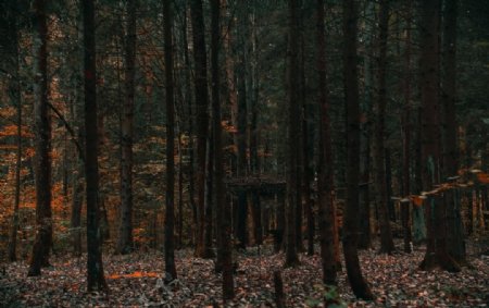 幽暗的树林